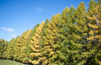 От пожаров населенные пункты спасут лиственницы и тополя