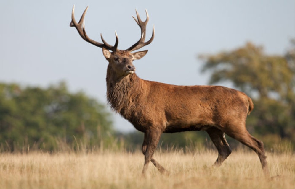 В Хакасии задержали браконьеров с тушей марала
