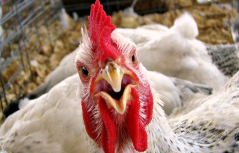 Массовым отравлением жителей Хакасии заинтересовался Следственный комитет