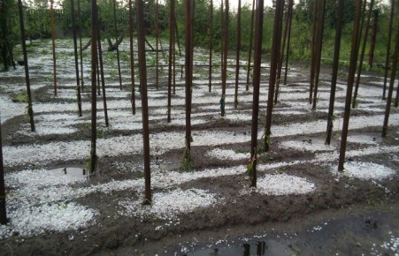 Абаканские дачники пожаловались Виктору Зимину на взлетевшие после града цены на рассаду