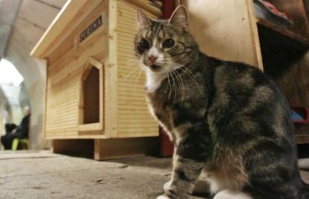 Глухой кот из Эрмитажа станет оракулом на Кубке конфедераций