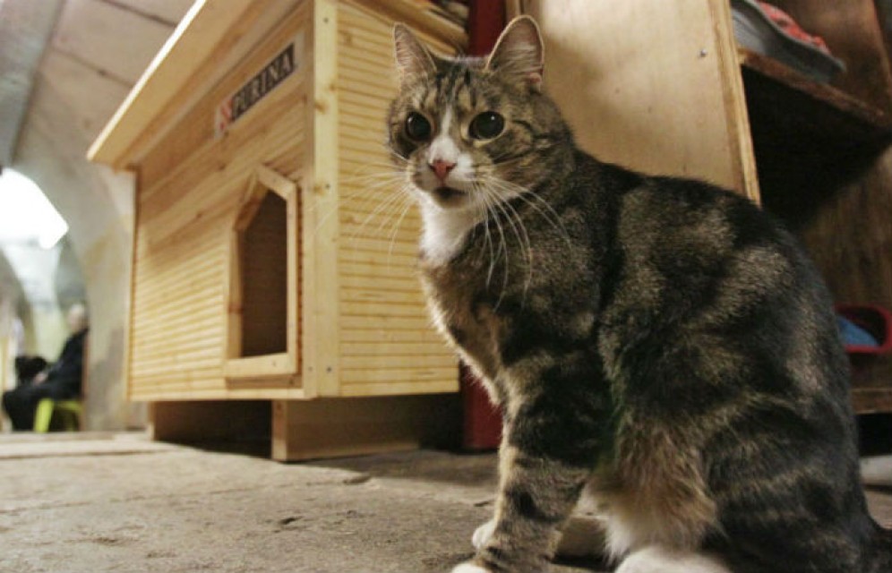 Глухой кот из Эрмитажа станет оракулом на Кубке конфедераций