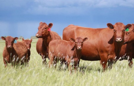 Американцы верят, что шоколадное молоко дают коричневые коровы