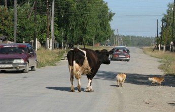 Аскизский стритрейсер собрал корову, мусорный бак и гараж