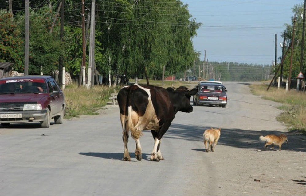 Аскизский стритрейсер собрал корову, мусорный бак и гараж
