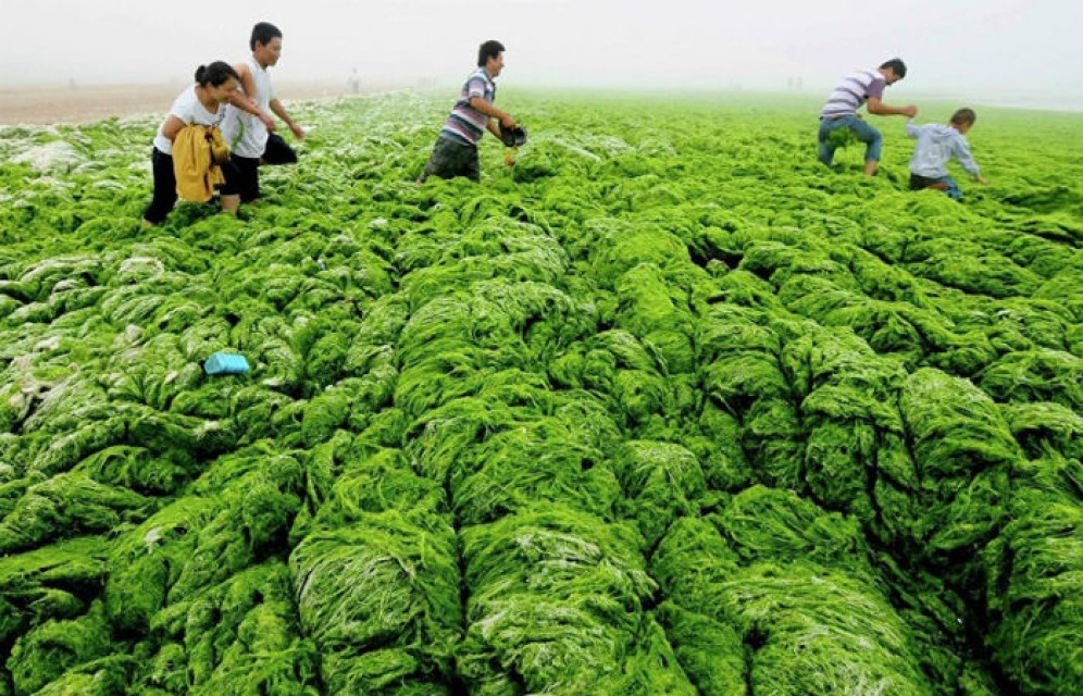 Российские ученые нашли способ заменить бензин водорослями