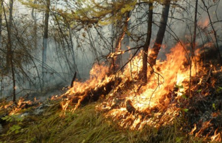 В Хакасии сегодня возникло три лесных пожара