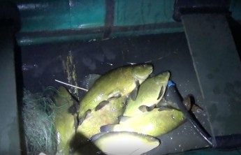 На озере Иткуль браконьеры поймали в сети редкую рыбу