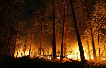 В Красноярском крае из-за лесных пожаров ввели режим ЧС