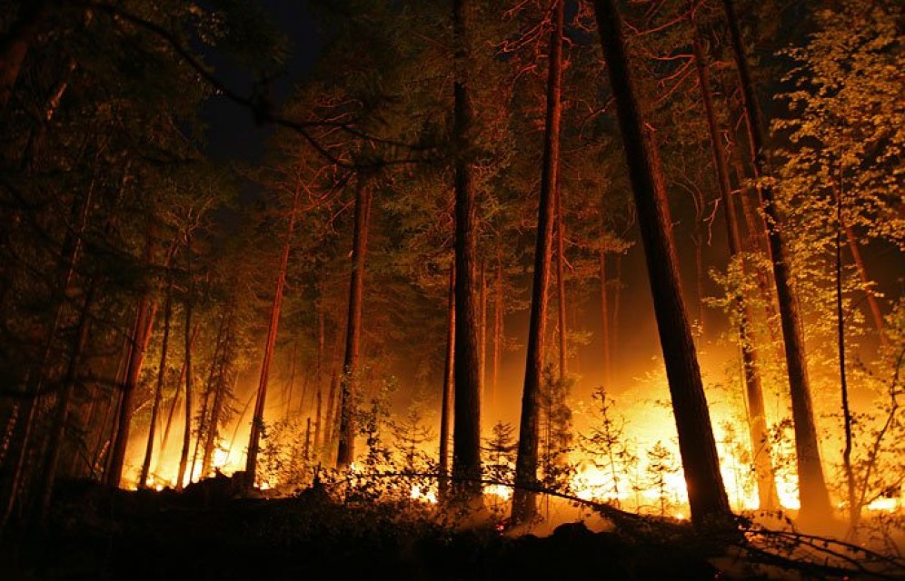 В Красноярском крае из-за лесных пожаров ввели режим ЧС