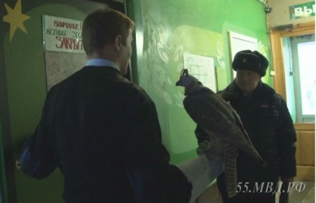 Контрабандисты пытались вывезти из Омской области хакасских соколов  для арабских шейхов