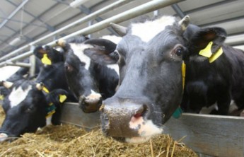 В Хакасии создадут молочно-товарные фермы