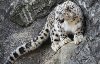 Жители Хакасии встретились со снежным барсом