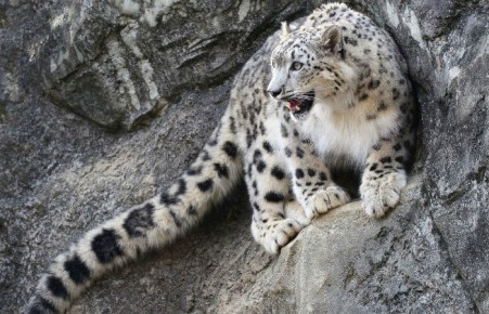 Жители Хакасии встретились со снежным барсом