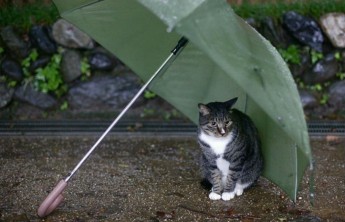 Хакасию ждёт дождливая и прохладная неделя