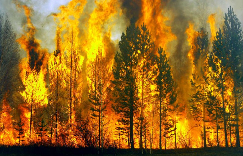 В NASA раскрыли последствия самых масштабных пожаров в Сибири за 10 тысяч лет