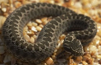 Змеи кусают красноярцев на хакасских озерах