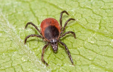 Активность клещей в Хакасии пошла на спад