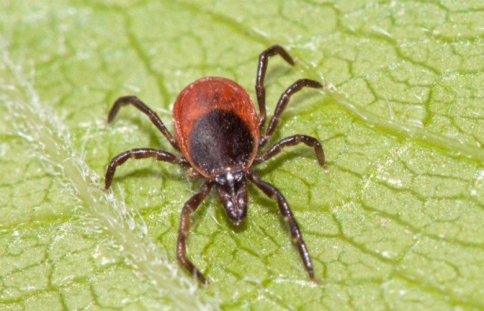 Активность клещей в Хакасии пошла на спад