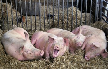 В Хакасии пристав отправился в колонию из-за свиней