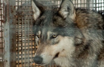 Трехлетний ребенок пострадал от нападения волка в зоопарке Барнаула