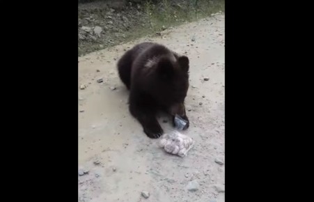 На сибирской трассе водители "откупились" от медведя пряниками