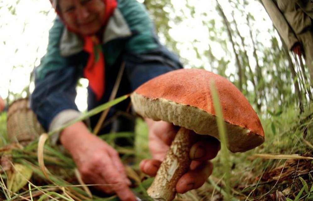 Хакасские спасатели помогли выбраться из леса 86-летней грибнице