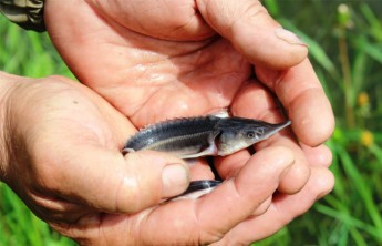 Хакасия займется зарыблением верховьев Абакана тайменем, стерлядью и хариусом