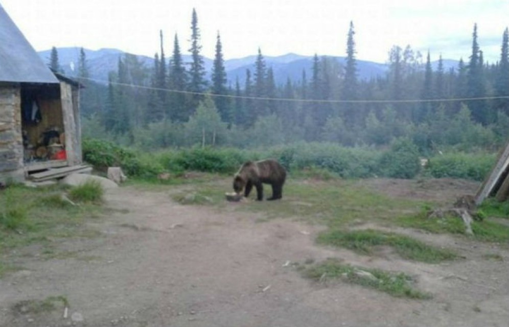 Медведь держит в страхе кузбасских детей на Поднебесных Зубьях