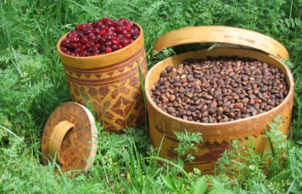 В Хакасии установили сроки сбора ягод и кедрового ореха
