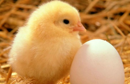 "Яйцо или курица" - ученые разгадали популярную дилемму