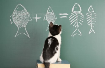 Ученые подсчитали IQ котов