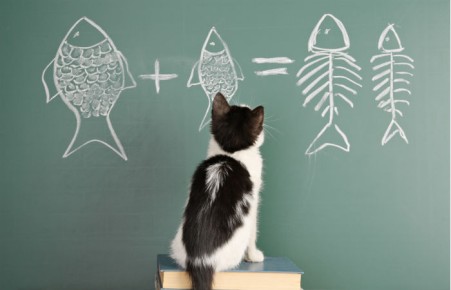Ученые подсчитали IQ котов