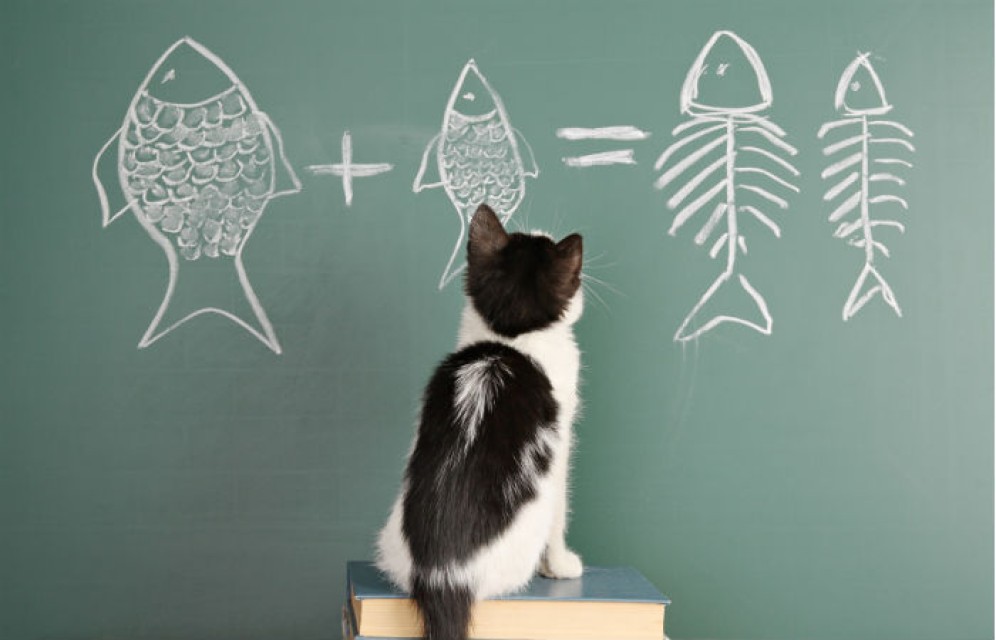 Ученые подсчитали IQ котов