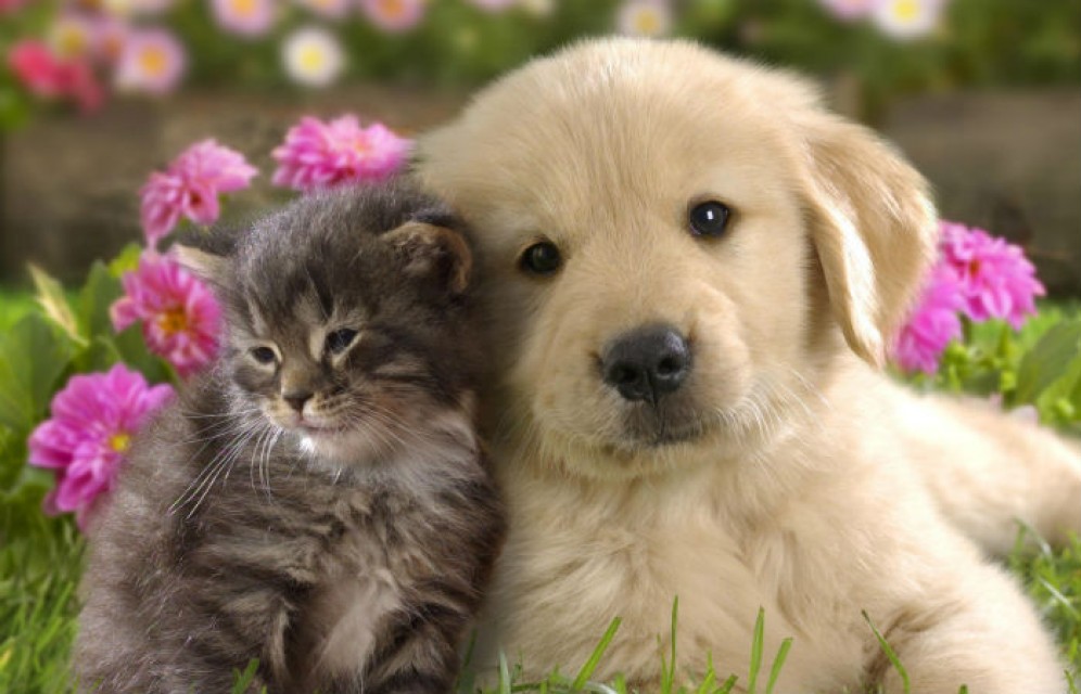 В глобальном потеплении обвинили домашних животных