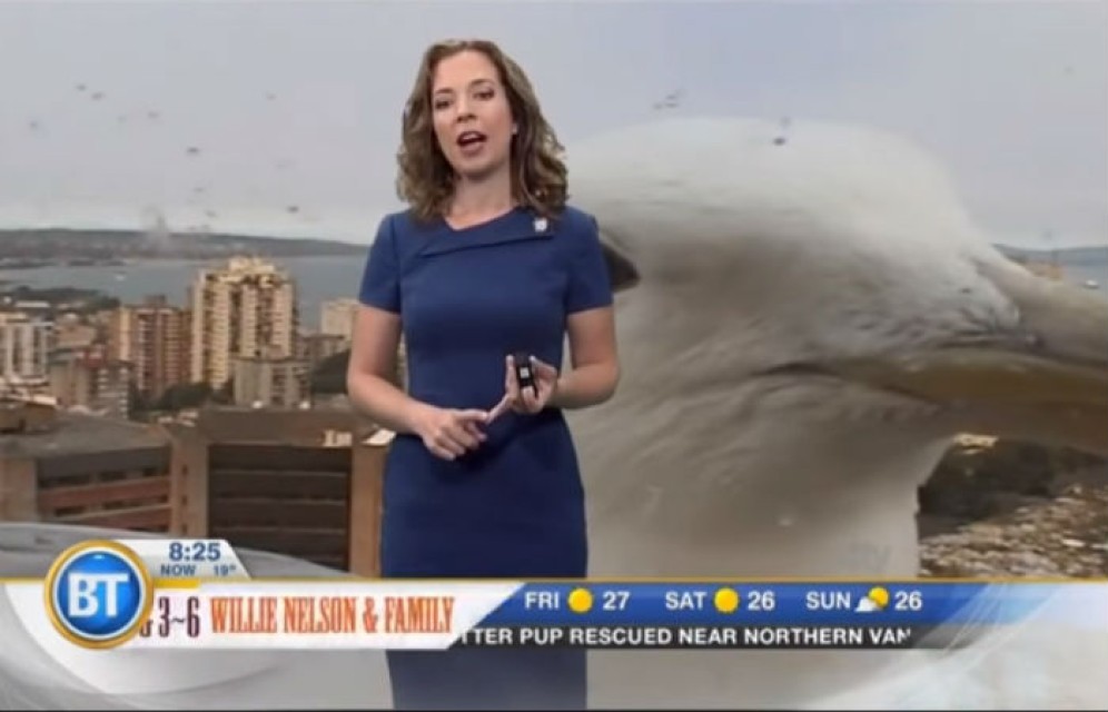 Гигантская чайка ворвалась в прямой эфир прогноза погоды