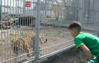 Жители Хакасии могут стать опекунами животных в зоопарке