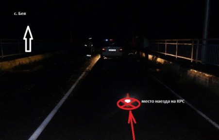 В Хакасии водитель врезался в стадо коров, пострадали три человека