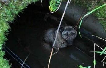 В Хакасии боец Росгвардии спас провалившуюся в колодец собаку