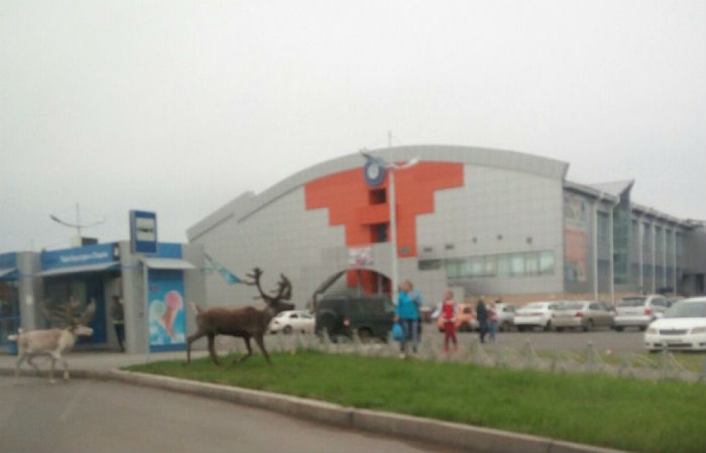 В центре Абакана заметили пару северных оленей