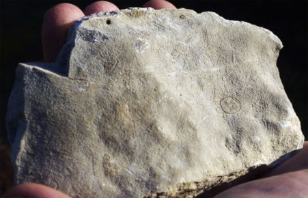 Томские студенты нашли в Хакасии остатки организмов возрастом более 530 млн лет