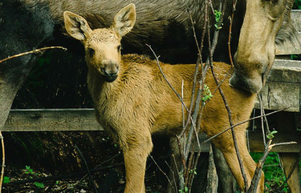 В Хакасии выпустили на волю молодых лосей