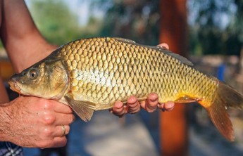 В Хакасии состоятся соревнования по ловле карпа
