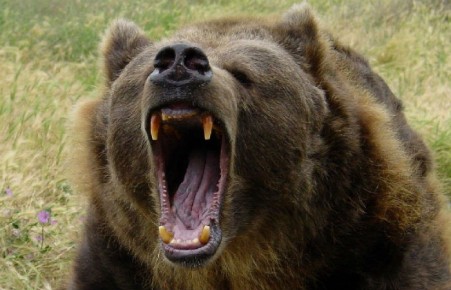 В природном парке Ергаки отстрелят десять агрессивных медведей