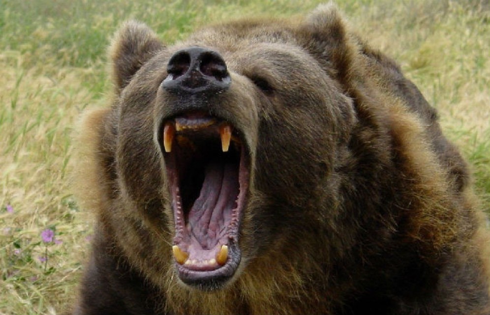 В природном парке Ергаки отстрелят десять агрессивных медведей