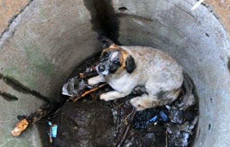 В Саяногорске полицейские спасли упавшую в яму собаку