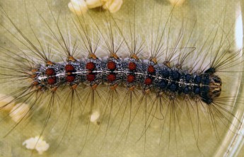 В Томской области введен режим ЧС из-за нашествия шелкопряда