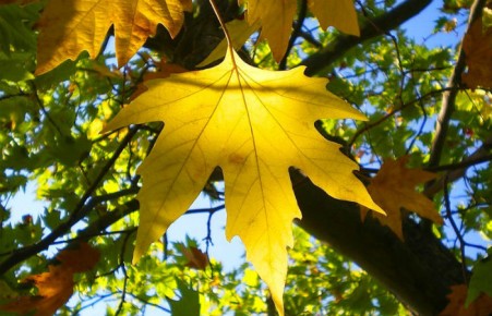 Синоптики рассказали, каким будет сентябрь в Хакасии