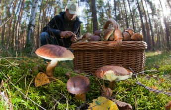 В Хакасии пьяный грибник вломился в чужой дом и заночевал там