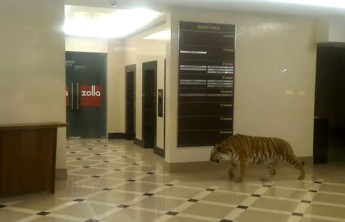 В торговый центр в Хабаровске забрел тигр